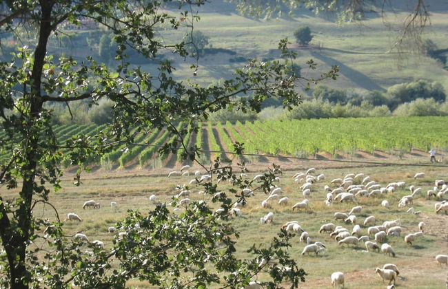 Villa in Lazio With Pool and Vineyards - Foto 30