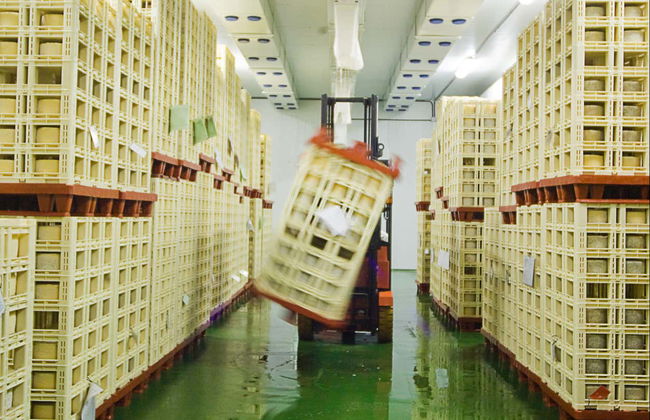 Visit to La Antigua Cheese Factory - Photo 6