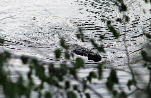 Esther Mountain Chalet - Foto 18