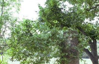 Maison de vacances, calme garanti - Foto 11