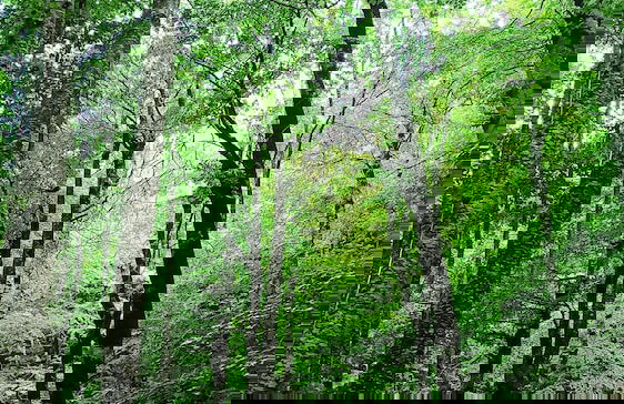 Finger Lakes Treehouse & Spa - Foto 61