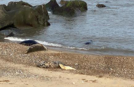 East Coast Chalets 300 Dog friendly at California Sands - Foto 52