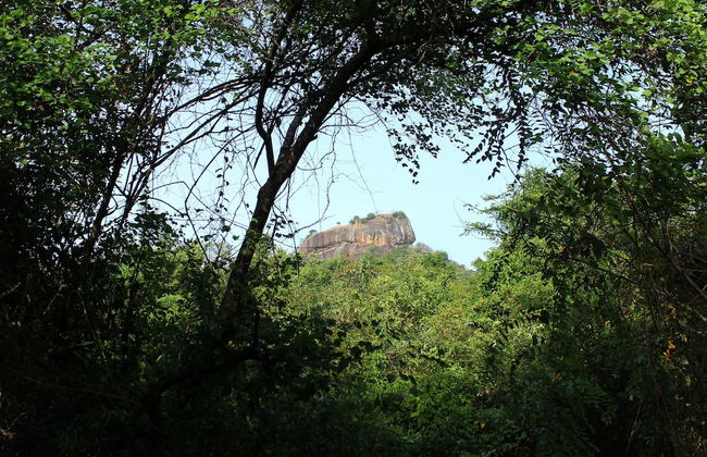 Thick forest sigiriya - Photo 29