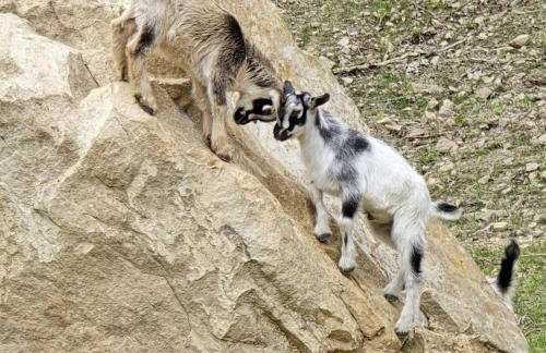 Remote Mountain A-Frame with BBQ Perfect for Nature Lovers in West Virginia - Foto 29