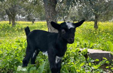 Herdade do Serra - Foto 31