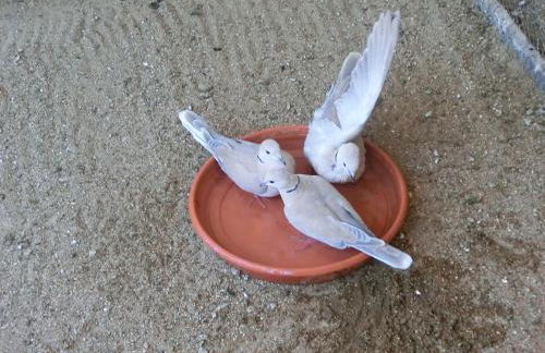 Apartamento en pleno Montseny Mas Romeu Turisme Rural - Foto 44