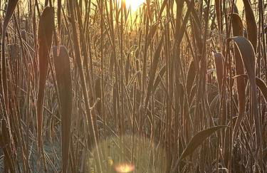 Seeidyll an der Wublitz - Foto 73