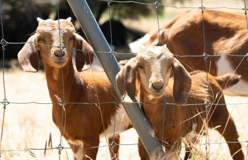 Ranch Stay-A 240 acre Working Ranch - Foto 65