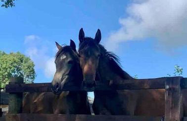 Stone Wall Cottage - Foto 13