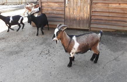 HummelCasa Ferienhaus Bayreuth - Foto 66