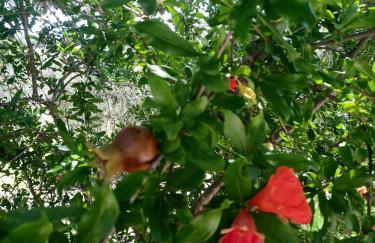 Agriturismo La Locandiera - Foto 36