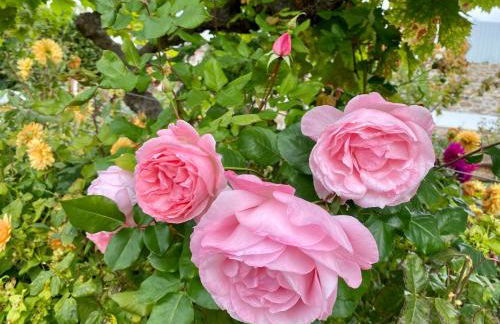 Quinta das flores - Foto 9