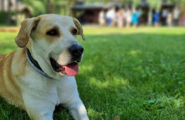 Maciejówka Borki 33 - Foto 55