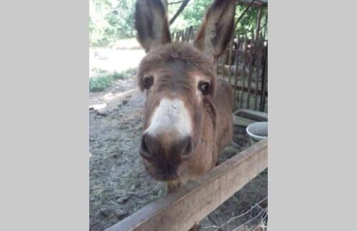 Le Gîte - La Ferme du Pouget - Foto 26