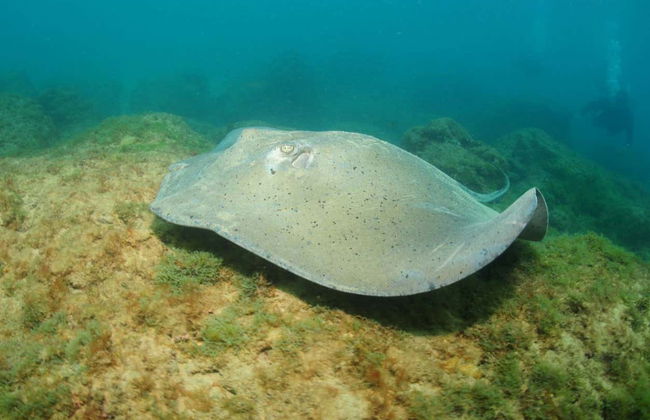 Beginners' Scuba Diving Lesson in Praia do Porto - Foto 7