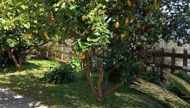 Casa Vacanze Diamante - Photo 2, Garden