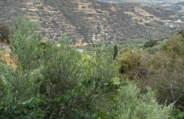 Elis superb villa - Foto 8