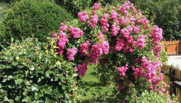 Bergblick - Foto 3, Garden, Garden view