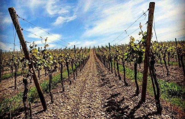 Villa Cavalletti - Foto 47