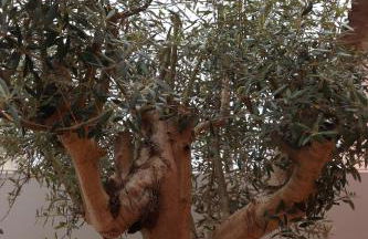 Casa do Avô Gil - Foto 14