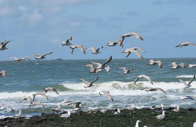 Holiday Home in Callantsoog With Garden - Photo 32
