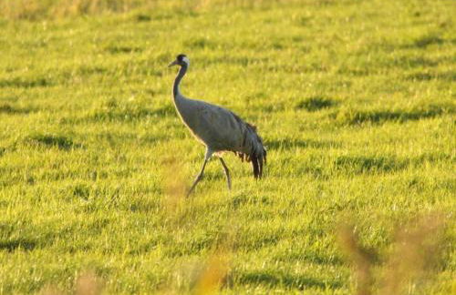 Wohnung nahe Ostsee Graal Müritz - Photo 40