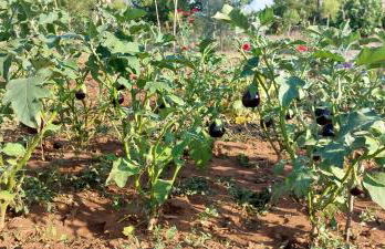 Villa PARADISO - Tra Ulivi e Tramonti da Cartolina - Foto 60