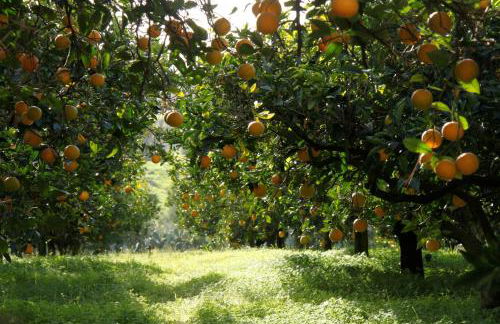 Antico Baglio Siciliano - Foto 60