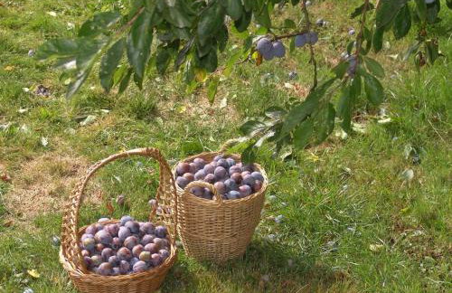 Ferienwohnung Waldstraße - Foto 35