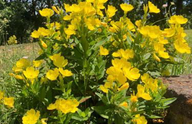 Alloggio da Fazanca - Foto 11