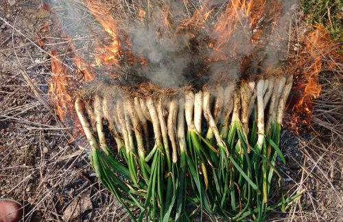 MASIA CAN SUNYER AGROTURISMO - Foto 61