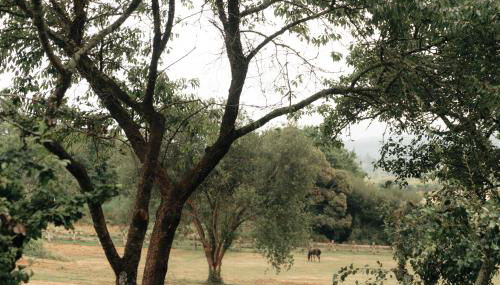 Casa de la Pradera - Foto 4