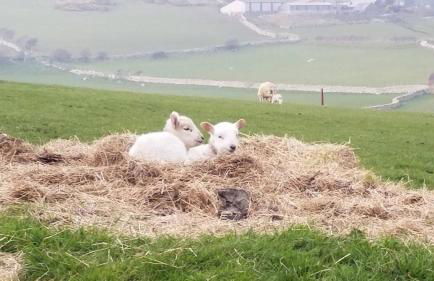 A beautiful cottage in the Snowdonia National Park - Foto 13