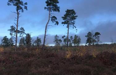 Cozy Cottage Retreat in Surrey Hills - Foto 12