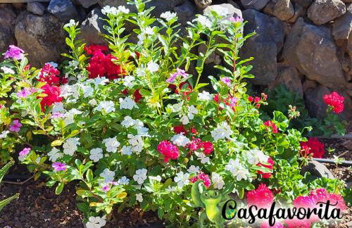 Casafavorita - Meer- und Teideblick für Zwei - Foto 21