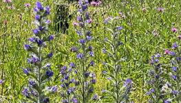 Ferienwohnung Allium - Foto 3