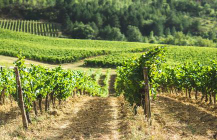 Domaine - Vignoble - Jacuzzi - Sauna - 14 à 18 pers - Foto 50