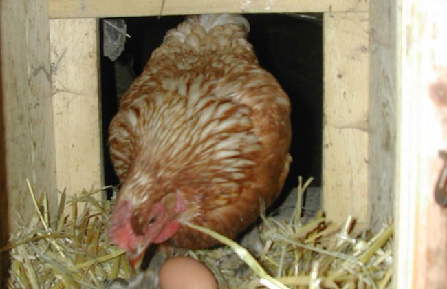 Bio Bauernhof Hotel Matlschweiger - Foto 50