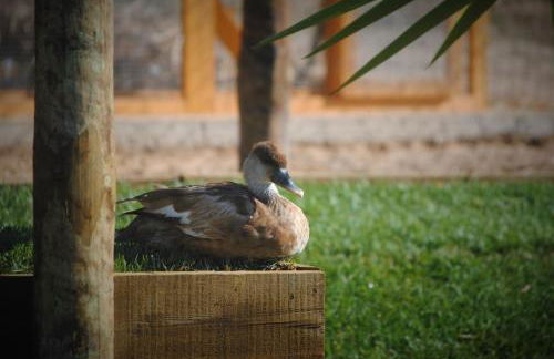 Monte Sossego by Estilo Lusitano, com piscina privada - Foto 44