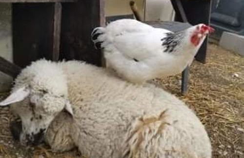 Gîte indépendant avec étang - 3 chambres, animaux admis - FR-1-583-382 - Foto 26