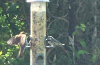 Hollybush Lodges - Foto 48