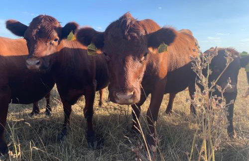 Entire flat 2 to 4 pers 1 bed 1 bath disabled access for limited disability - Foto 41