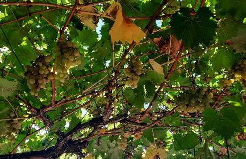 La casetta di Biancaneve Valtellina e lago di Como - Foto 9