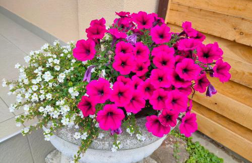 Apartman Borik - Foto 15