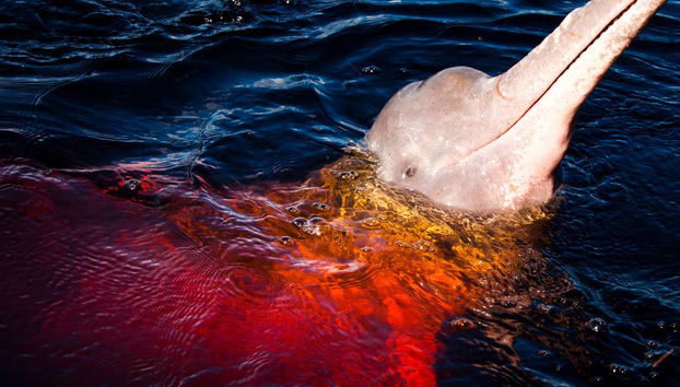 Amazon River Tour - Foto 4