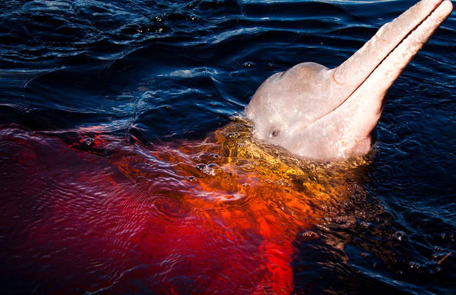 Amazon River Tour - Foto 4