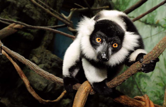 Central Park Zoo Tickets - Foto 7