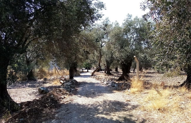 Yazduf Family Homes - Foto 45