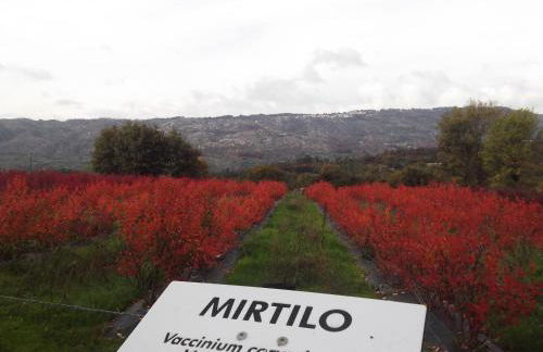 Quinta dos Carvalhais - Serra da Estrela - Foto 79