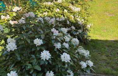 Haus Wald und Wiese Wohnung Wiese - Foto 2